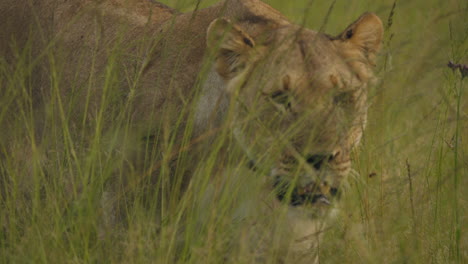 a lioness, barely visible among the tall grasses of the african savannah, moves stealthily, her keen eyes scanning the horizon in search of her next prey, blending seamlessly into the wild landscape.