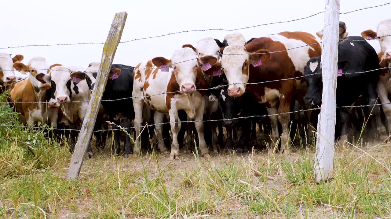 태그가 붙은 소 짓기