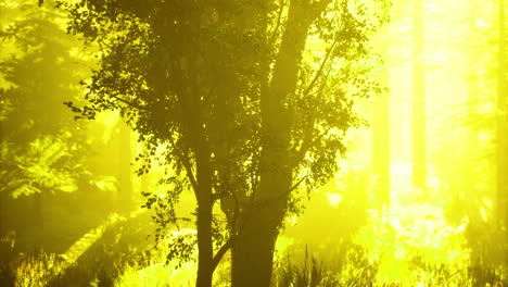 sunlight filtering through trees in a vibrant forest during golden hour