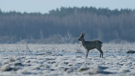 Rehe-Laufen-Und-Gehen-Und-Fressen-Gras-Im-Frühling-Am-Frühen-Morgen-Goldene-Stunde-Leichtes-Frostiges-Wetter