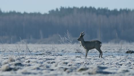 roe deer running and walking eating grass in spring early morning golden hour light frosty weather