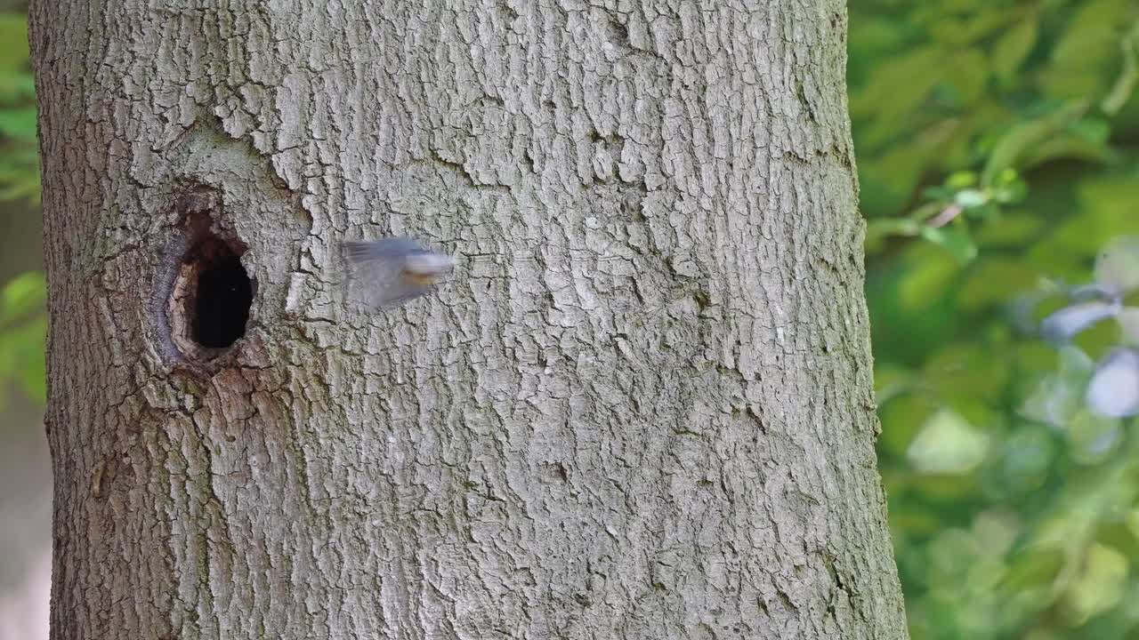 Eurasian blue tit flying out of its nest in hole of tree trunk