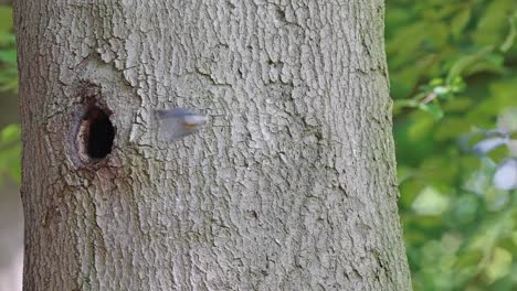 Eurasische-Blaumeise-Fliegt-Aus-Ihrem-Nest-In-Einem-Baumstammloch