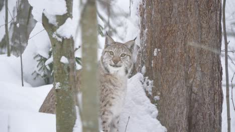 vigilant eurasian lynx gazing snowed landscape with an ominous stare - long medium shot