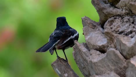 the oriental magpie-robin is a very common passerine bird in thailand in which it can be seen anywhere