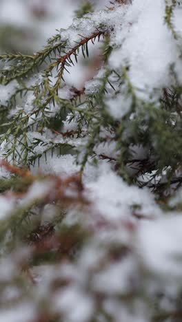 frozen branches