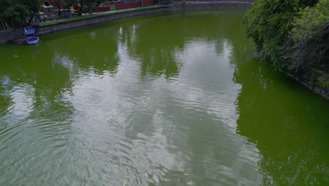 unos patos nadando en el lago