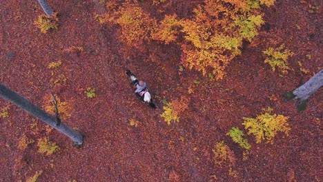 Horse-eating-bushes-while-moving-in-a-red-forest-in-autumn