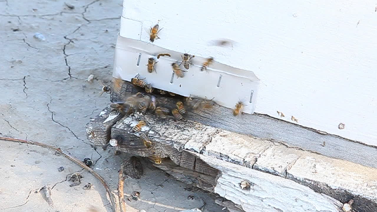 꿀벌은 벌통 입구 주변에 모여 있습니다.