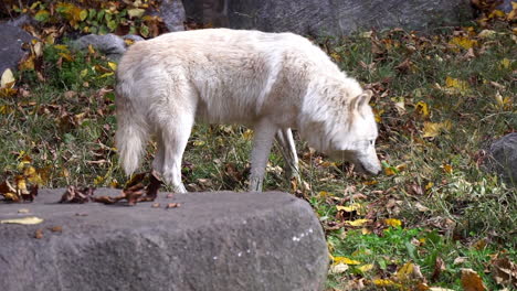 el lobo gris de las montañas rocosas del sur camina y olfatea entre rocas y la entrada de una cueva