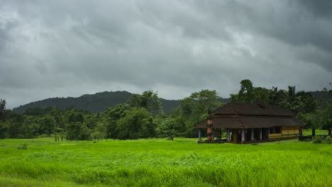 Giroba-Tempale-Timelaps-De-Campo-De-Arroz