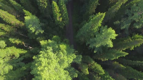 forest path aerial view