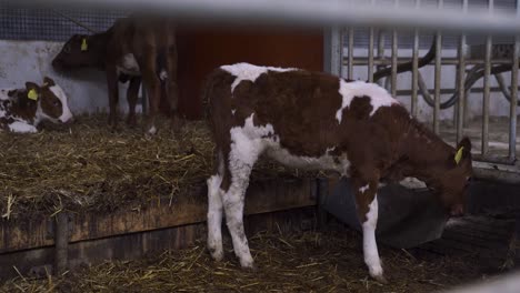 Speckled-norwegian-calfs-eating-hay-in-indoor-barn,-dairy-farm-in-Norway