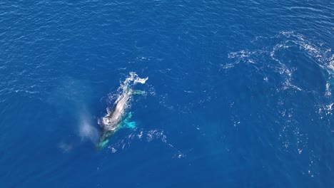 <unk>背在夏威夷西部毛伊的繁殖地表现出浪漫的求爱行为