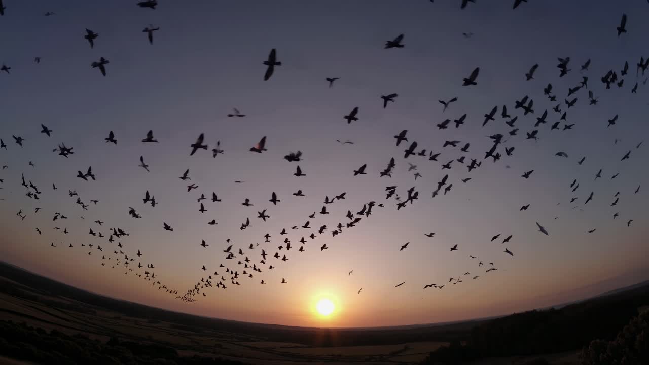 Aerial video captures a vast flock of birds silhouetted against a sunset sky, creating a dynamic