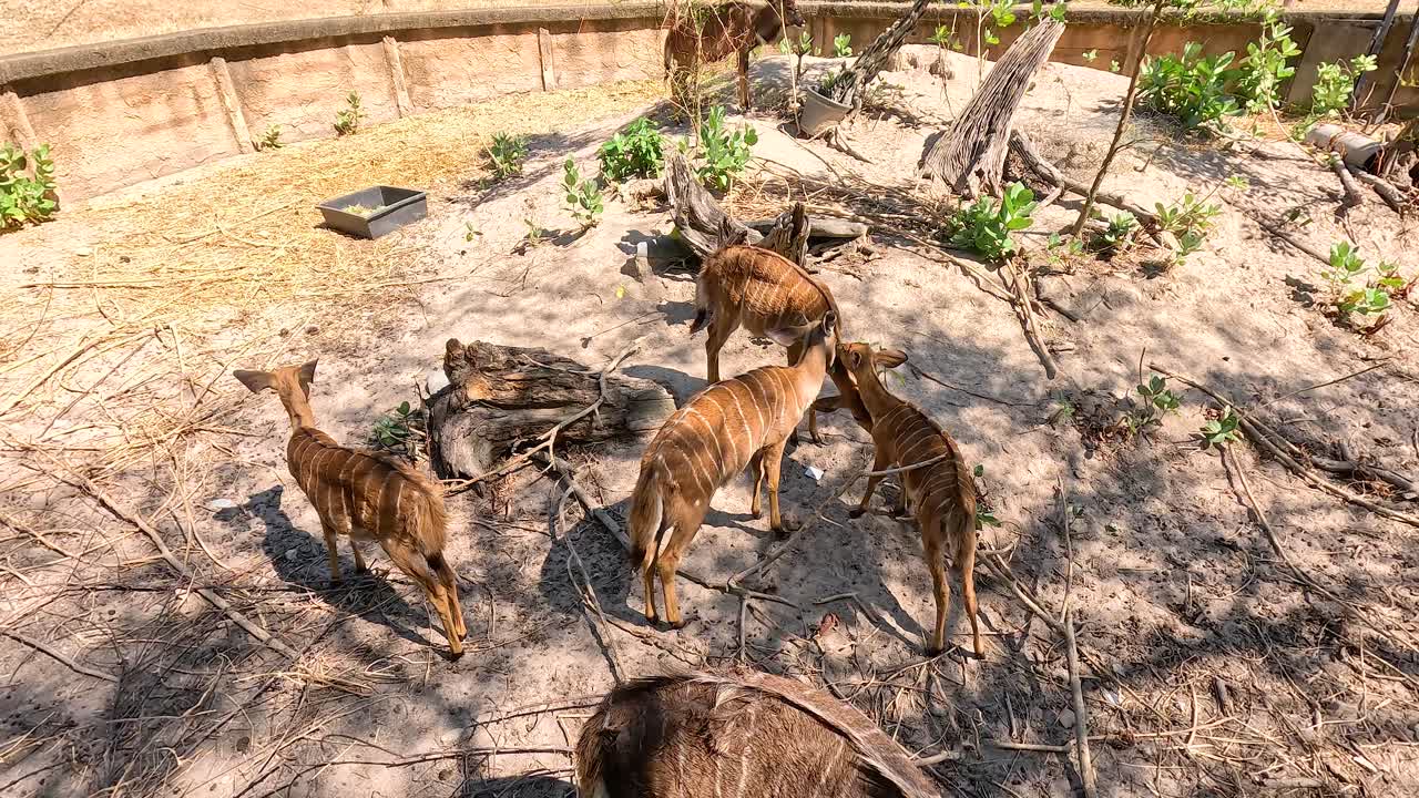 자연 서식지 환경에서 상호 작용하는 라