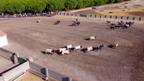 Toros-Y-Bueyes-En-Una-Granja,-Vista-Aérea-2