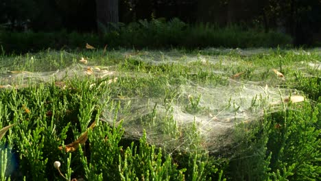 Maravillosa-Foto-De-La-Superficie-De-Los-Arbustos-Cubierta-Con-Una-Densa-Telaraña,-4k