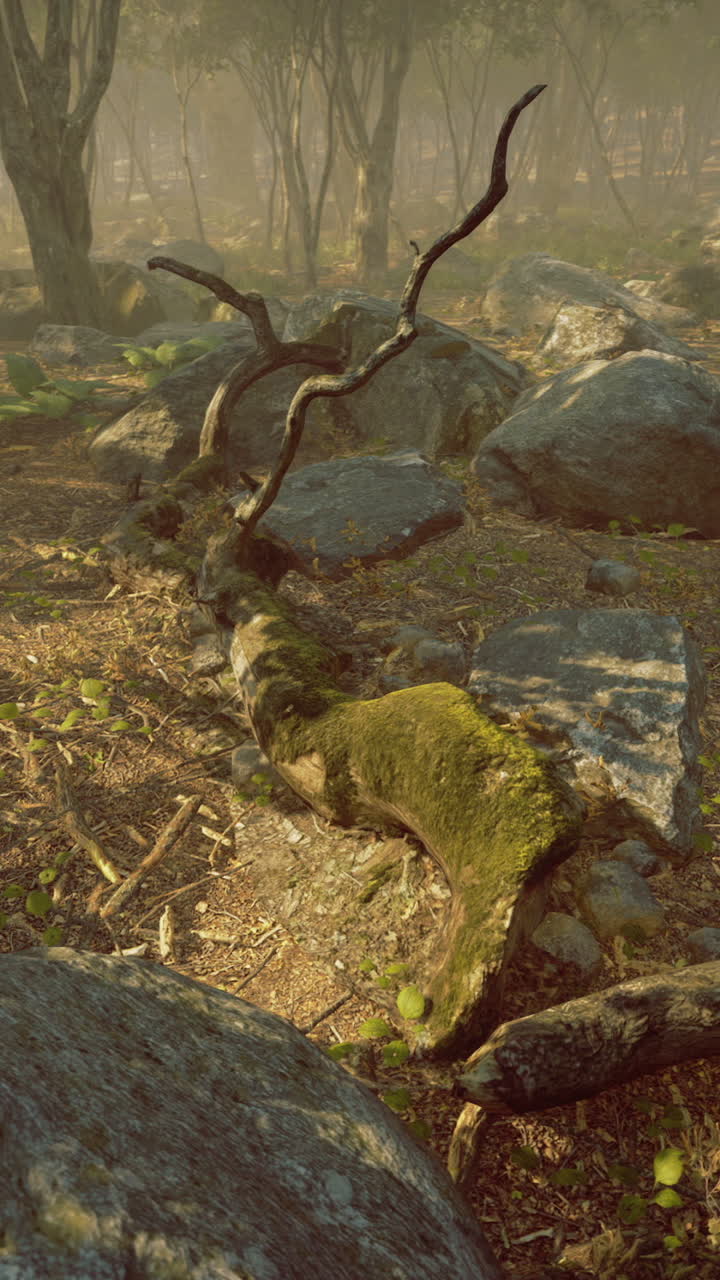 Lush forest landscape at dawn revealing rocks and vibrant greenery