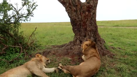 Una-Mujer-Mira-Hacia-Afuera-Desde-El-Interior-De-Un-Vehículo-De-Safari-Y-Revela-Dos-Leones-Dormidos-Junto-A-Un-árbol