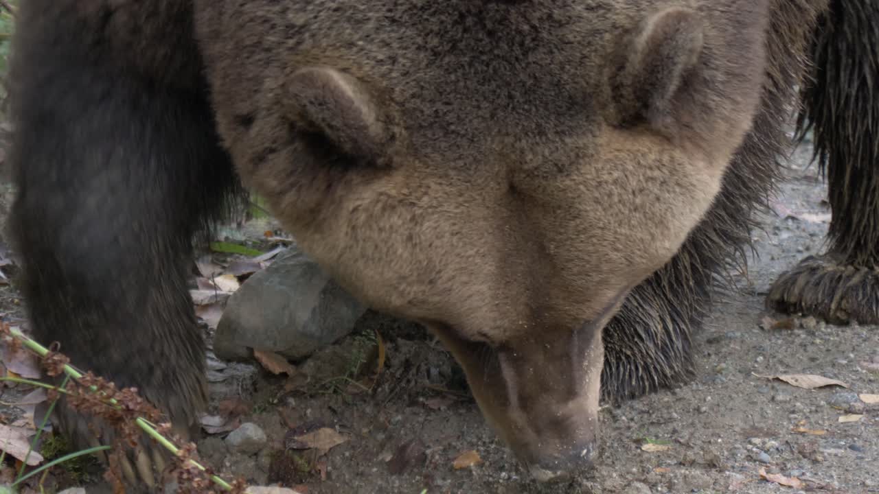 Grande orso bruno eurasiatico che sposta una roccia e cerca un odore nella foresta - Primo piano estremo