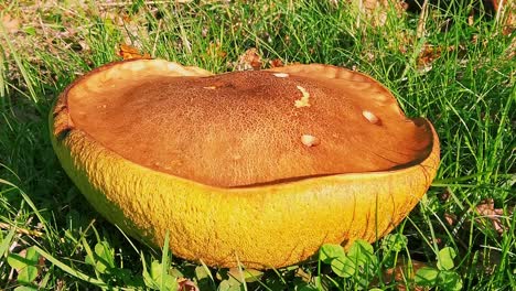 Extreme-closeup-of-an-orange-oak-bolete-growing-on-a-grass-verge