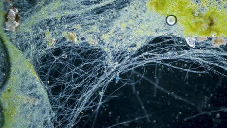 movimiento de cianobacterias y algas verdes bajo el microscopio