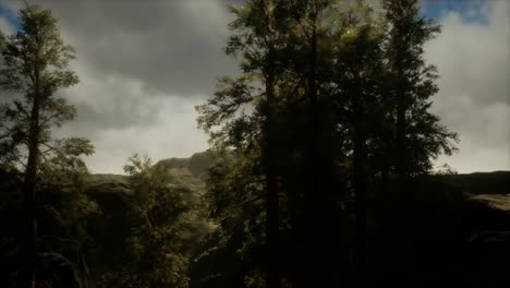 fog and pine trees on rugged mountainside and coming storm