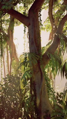 a tropical rainforest