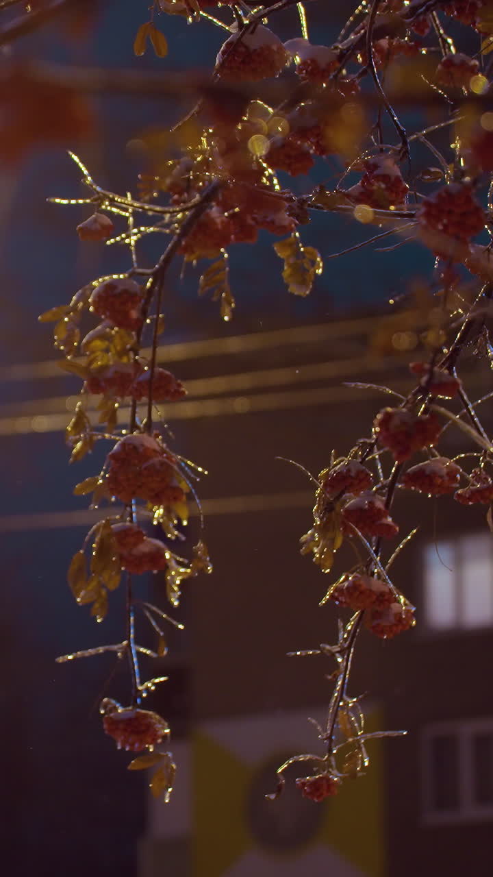 зимние ягоды, висящие на замороженных ветвях, блестящие под теплым светом уличных фонарей в вечерние часы, с городским фоном с окнами и линиями электропередач