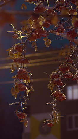 bayas de invierno colgando de ramas heladas brillando bajo el caloroso resplandor de las luces de la calle durante las horas de la noche, con un fondo urbano con ventanas y líneas eléctricas