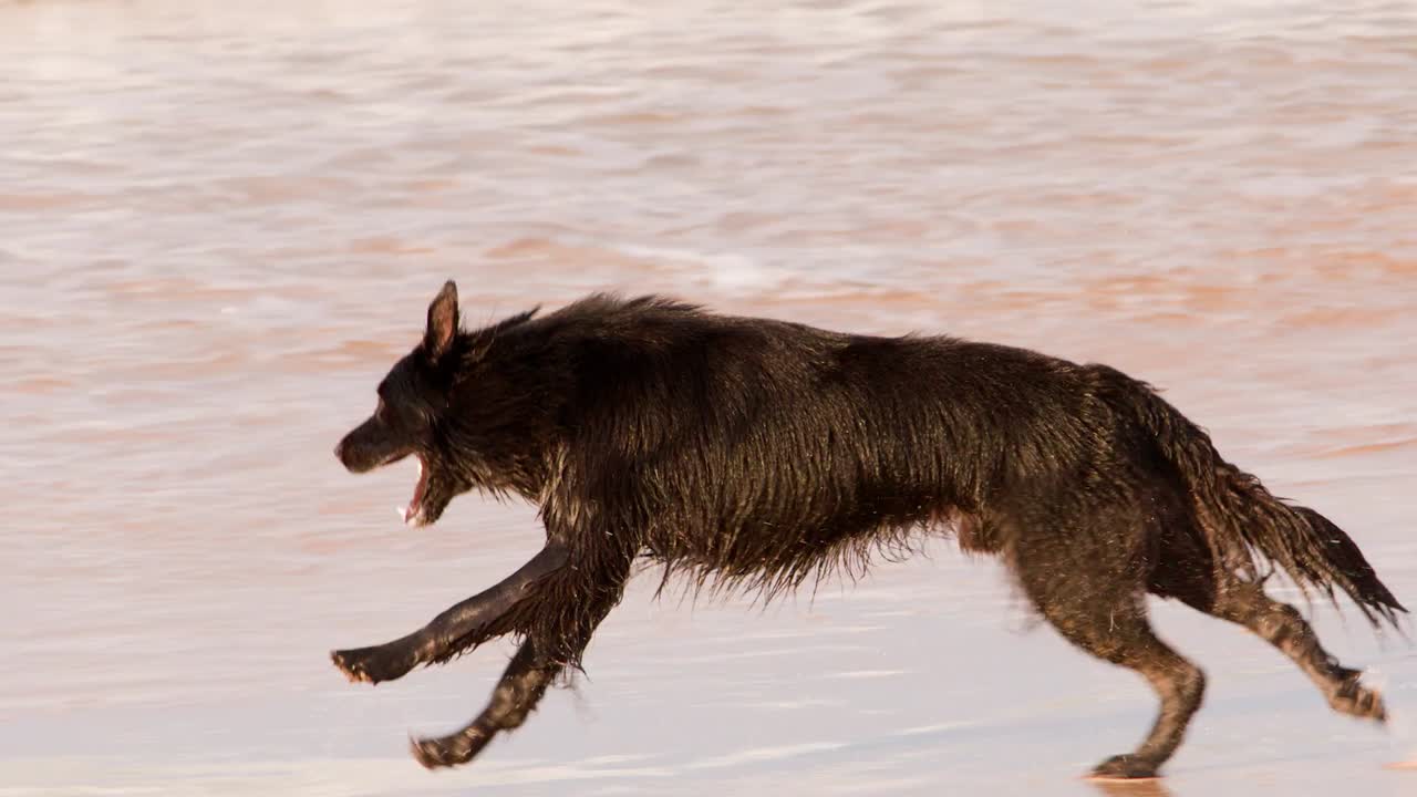 A black long-haired dog sprints energetically across a sandy beach with ocean waves crashing behind
