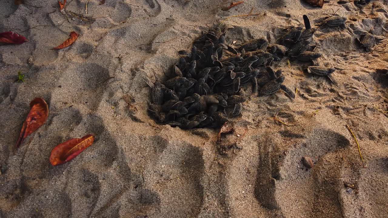 Amazing footage of baby leatherback turtles breaking out from the nest in the sand and heading towards the ocean