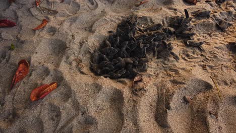 imágenes asombrosas de tortugas laúd bebés saliendo del nido en la arena y dirigiéndose hacia el océano