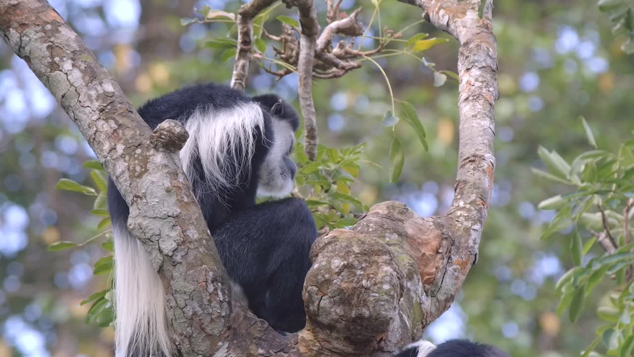 mono colobo blanco y negro sentado en el árbol en la jungla