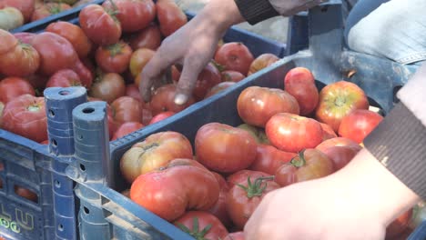 Organic-Tomatoes-in-Garden