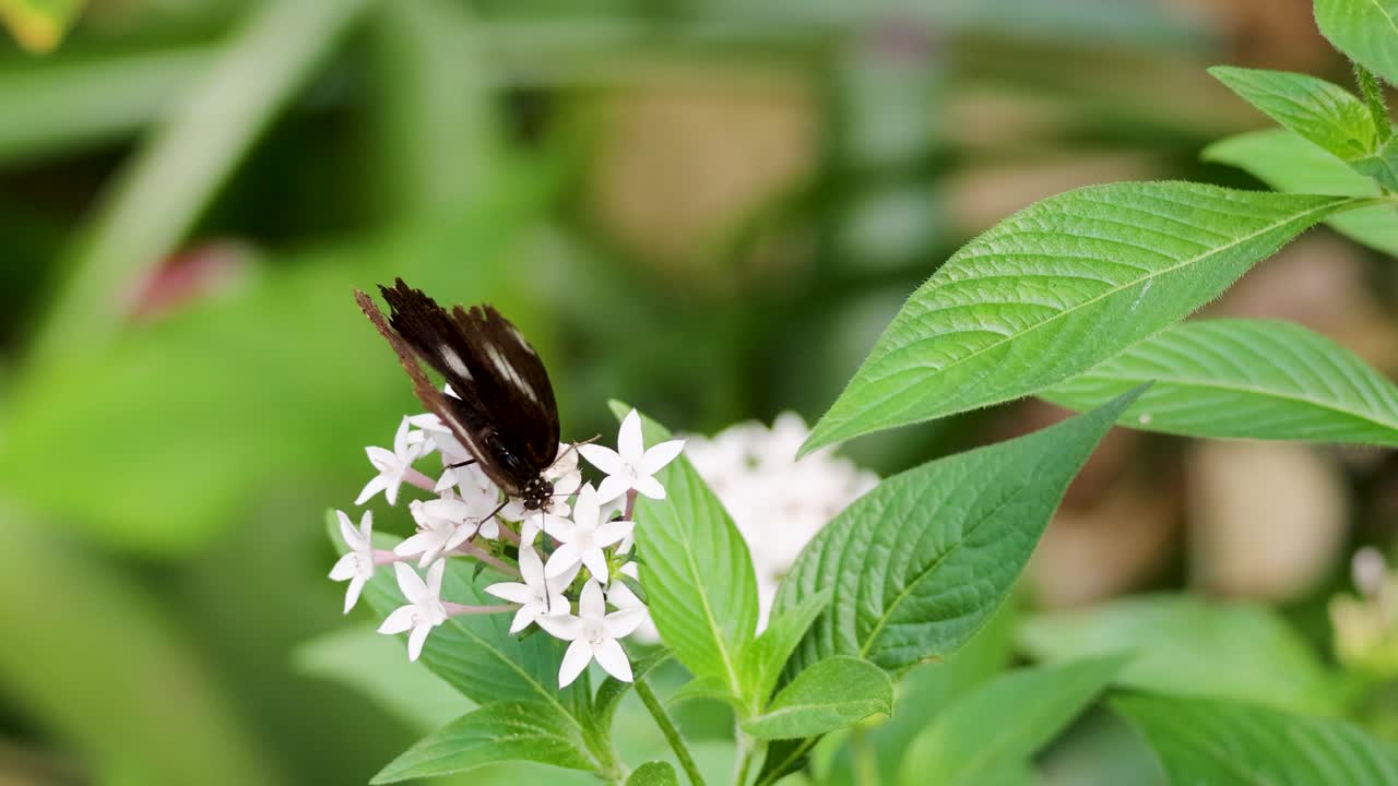 A butterfly flutters around white flowers in a lush rainforest setting, captured with vibrant lighting and close-up focus
