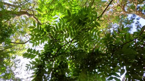 lush green trees under bright sunlight