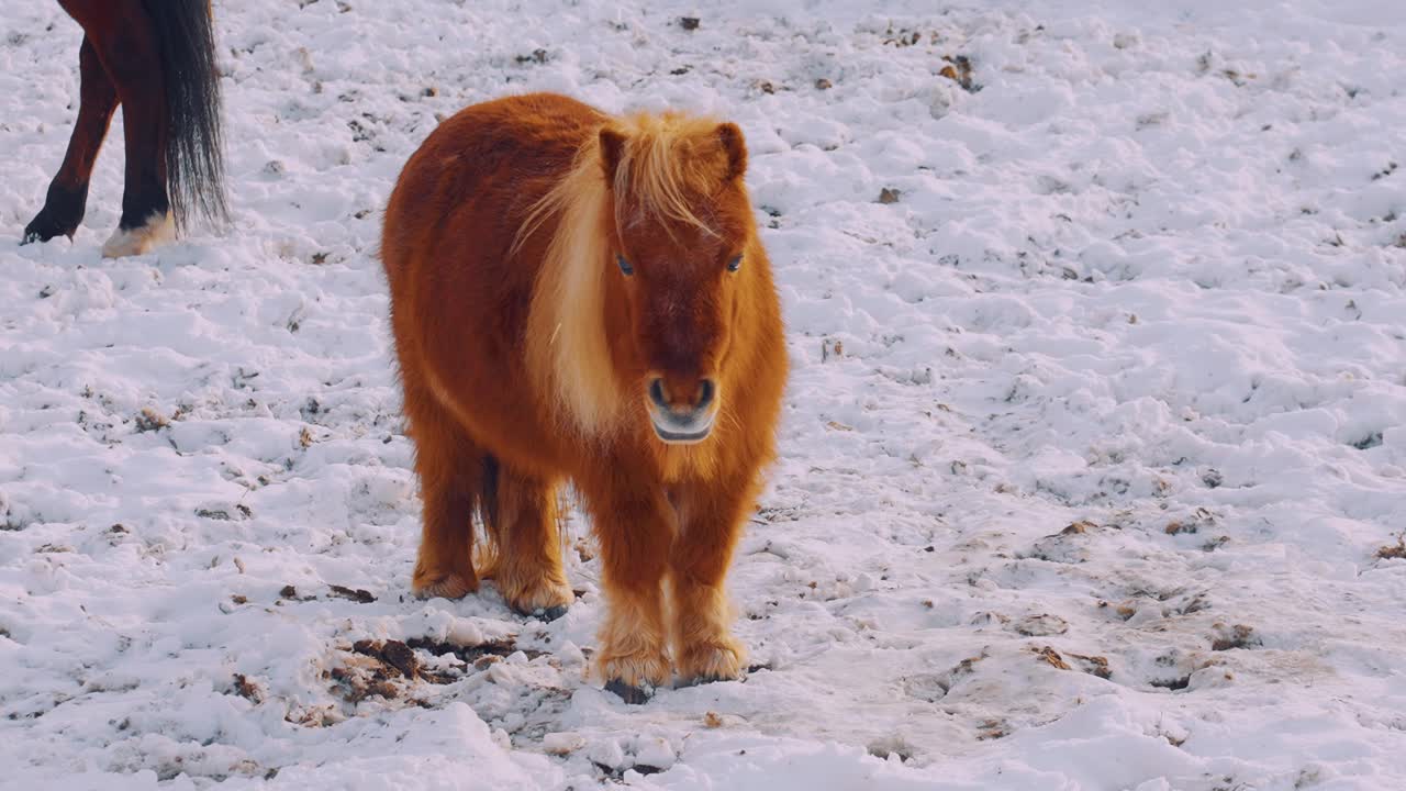 caballo marrón en miniatura parado en la nieve