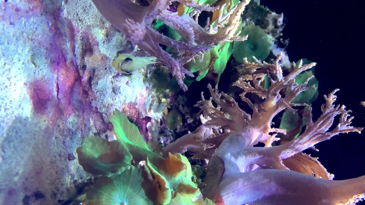 산호와 해파리 외에 수영하는 물고기