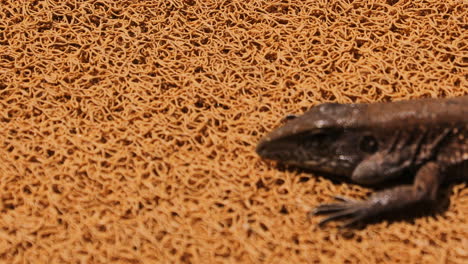 Giant-ameiva--Green-ameiva--Amazon-racerunner-closeup-on-rug-on-the-floor-goes-out-of-frame