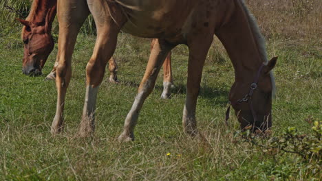 los hermosos caballos pastan pellizcando la hierba