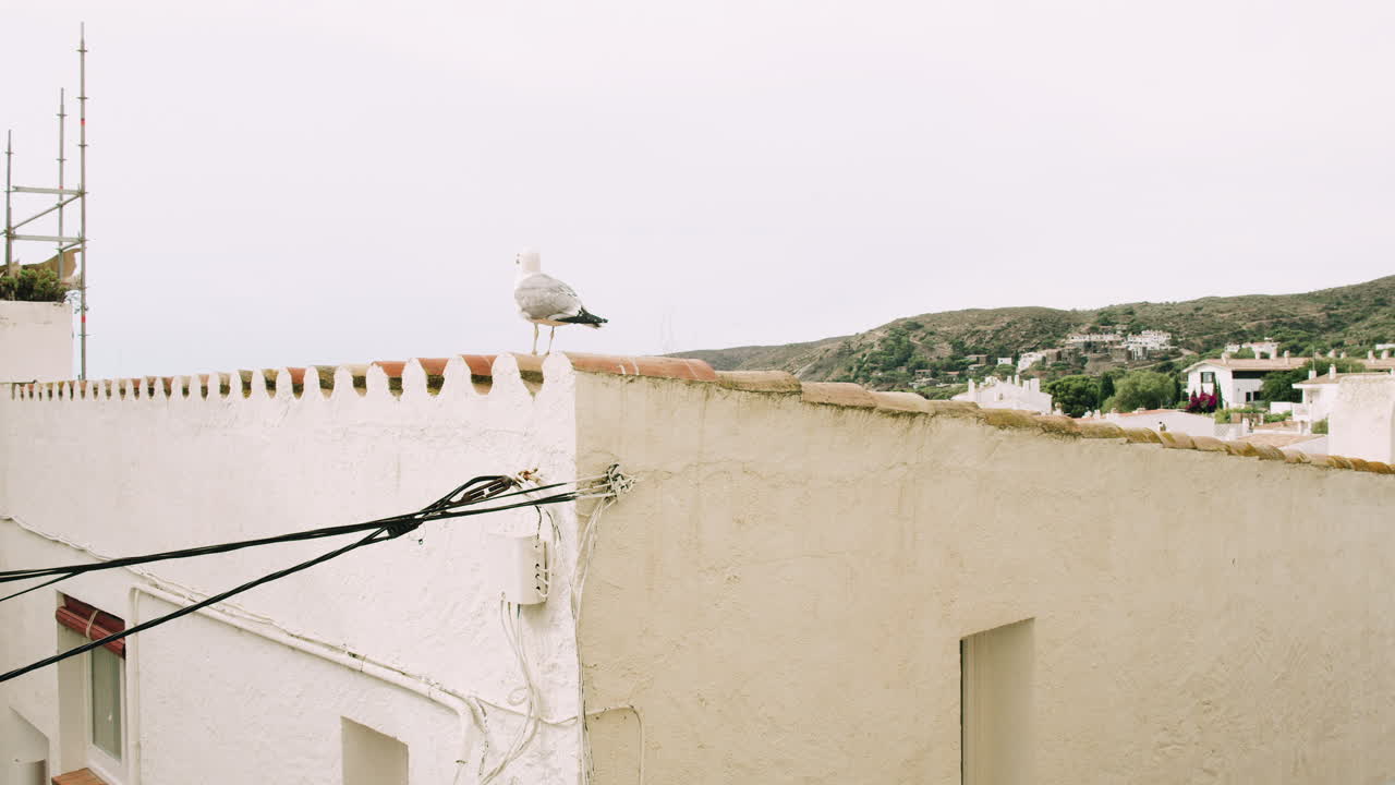seagul sentado en la azotea de la casa española