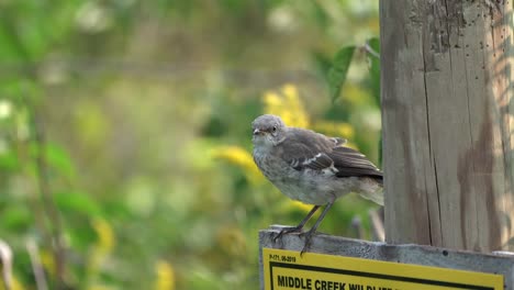 a mockingbird sitting on a sign on a fence post and pecking away