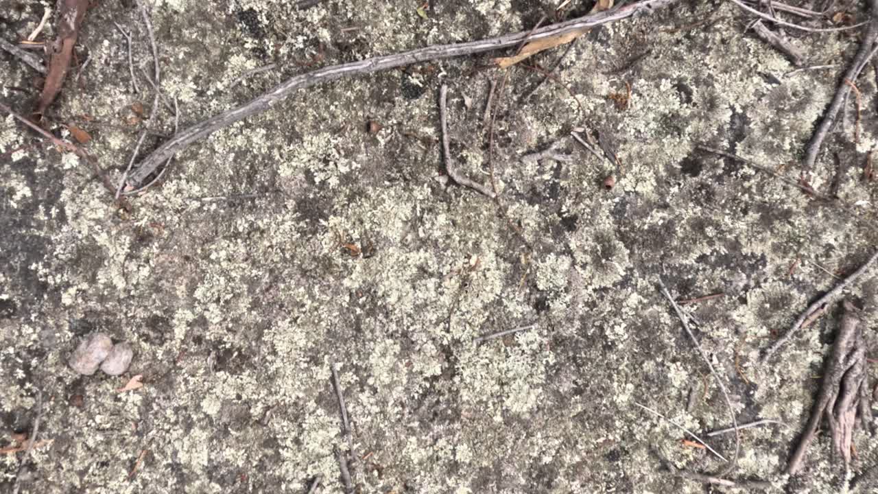 나가지가 있는 바위 위의 리의 클로즈업