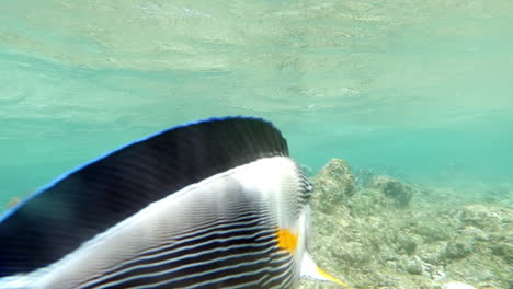 sohal surgeonfish on the coral reef