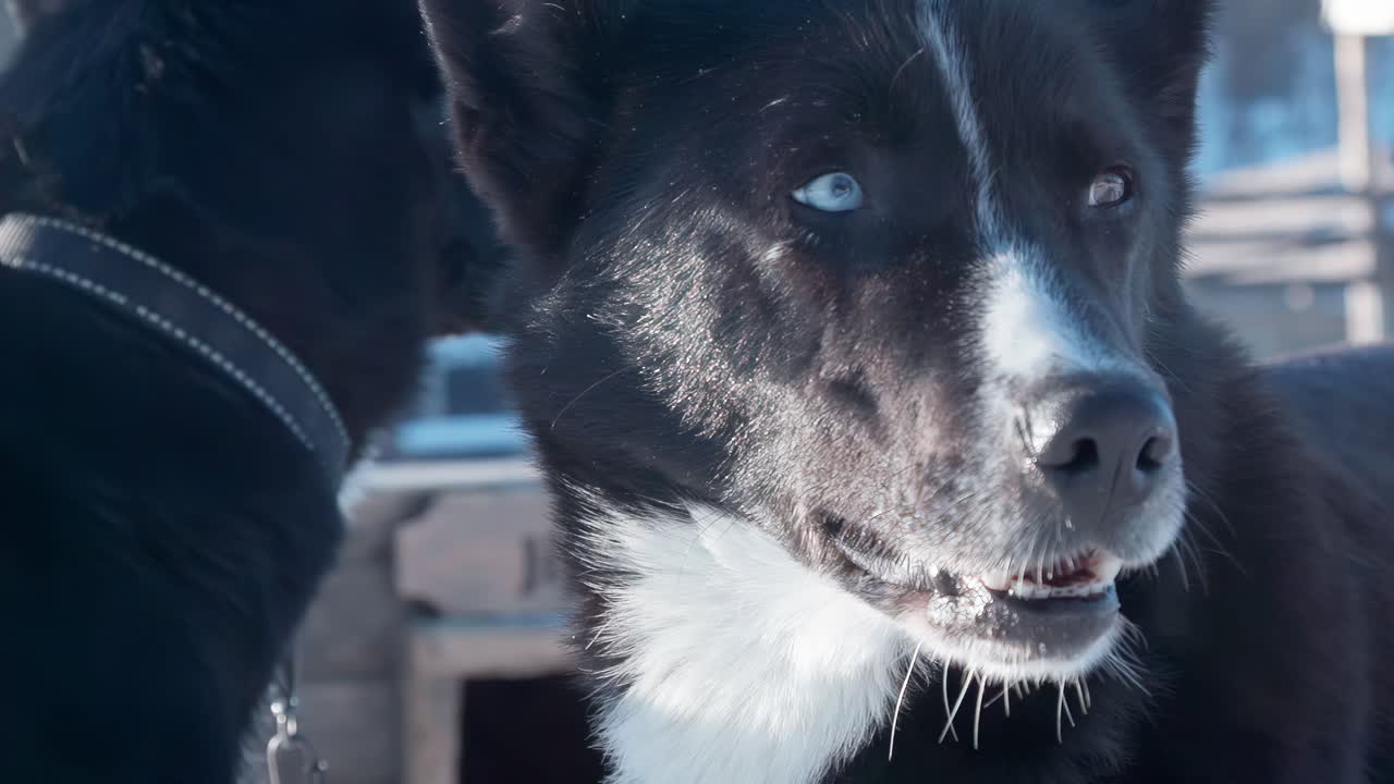 Zeitlupe einer Schwarz-Weiß-Hündin mit Heterochromie, die ihren Kopf dreht, mit einer anderen unscharfen Hündin im Hintergrund