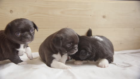 slow motion - 3 weken oude japanse kin, chihuahua mix puppies