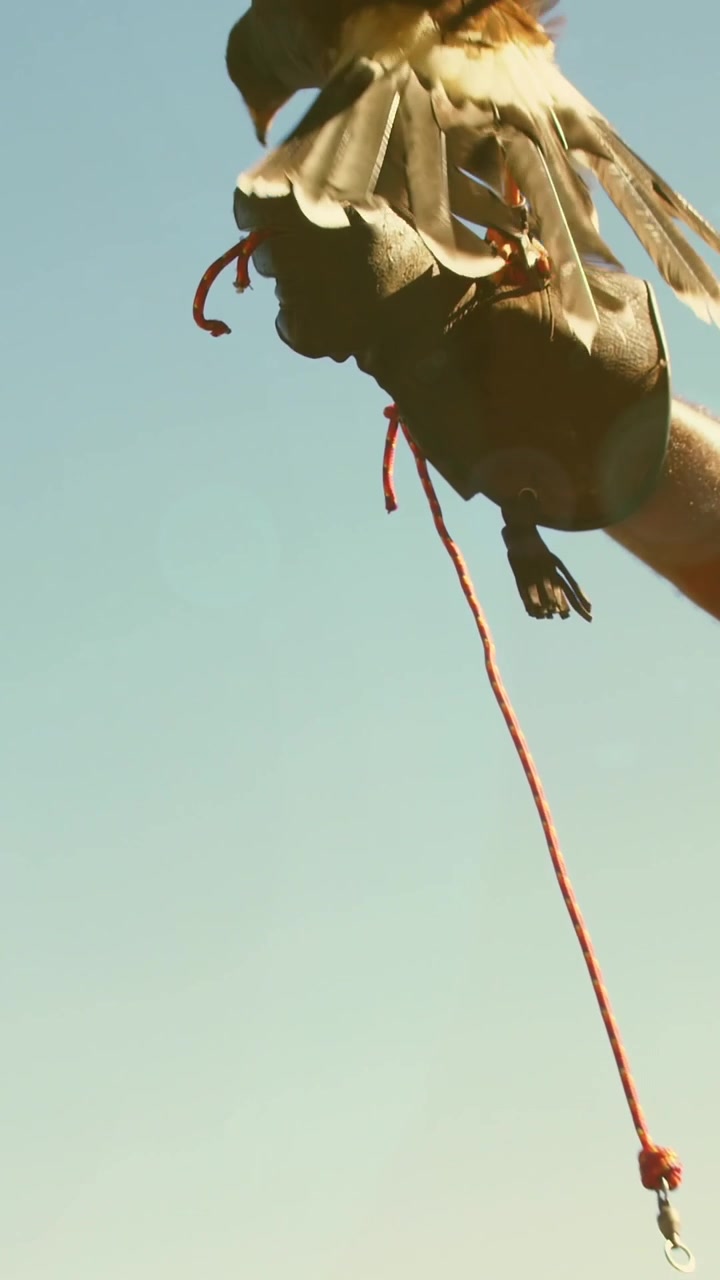 Animazione di punti luce su uccello rapace con uomo caucasico
