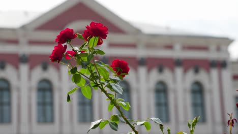 cespuglio di rose rosse che ondeggia con l'edificio del palazzo jelgava sfocato sullo sfondo